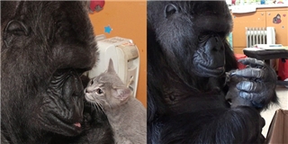 Cảm động tình mẫu tử giữa khỉ đột và mèo con