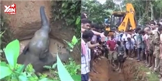Màn giải cứu voi con lọt giếng bùn thu hút triệu lượt xem