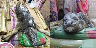 Xuất hiện trâu lai cá sấu khổng lồ khiến người dân phát hoảng