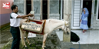 Độc đáo với thư viện trên lưng ngựa ở Indonesia