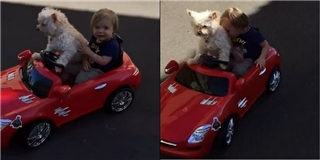 Tranh cãi quanh clip chú chó lái xe gây sốt cộng đồng mạng
