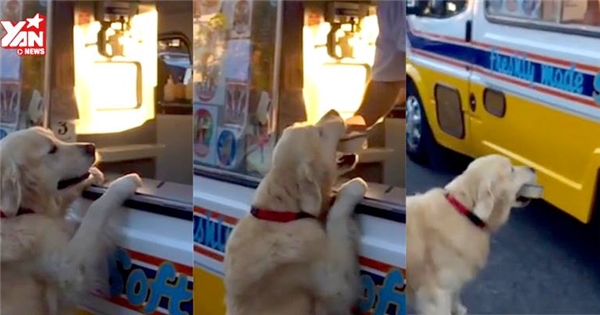 Chó tự đi mua kem đốn tin cư dân mạng