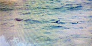 Cá lạ ở biển Phú Yên dài 4 mét