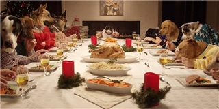 Chuyện gì sẽ diễn ra khi trên bàn tiệc Noel chỉ toàn... thú cưng?