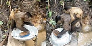 Cư dân mạng thế giới “phát sốt” vì chú khỉ siêu đảm đang