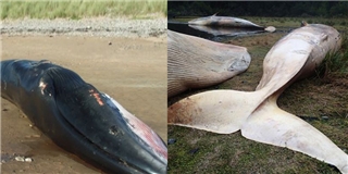 Số lượng cá voi chết tập thể lớn nhất từ trước tới nay khiến-nhiều-người-lo-lắng