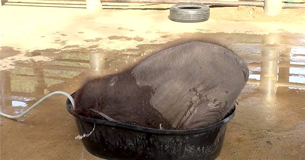 Cư dân mạng thích thú với chú voi con tắm bồn