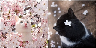 Khi mèo và hoa anh đào song kiếm hợp bích đốn tim cư dân mạng