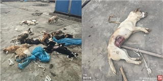 Những chú chó đầy vết thương bị vứt bỏ sau thí nghiệm