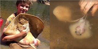 Trầm trồ ngưỡng mộ bé 12 tuổi đỡ đẻ cho cá đuối