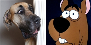 Ngộ nghĩnh chú chó có gương mặt giống hệt Scooby-Doo