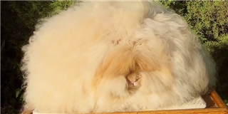 Chú thỏ lập kỉ lục có bộ lông xù nhất thế giới