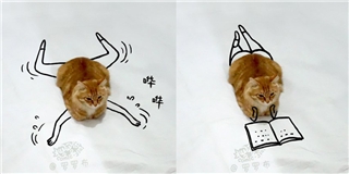 Phát rồ” với bộ ảnh vẽ chân cho mèo đầy hài hước