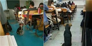 Sinh viên Trung Quốc "hổ thẹn" trước chú chó chăm học