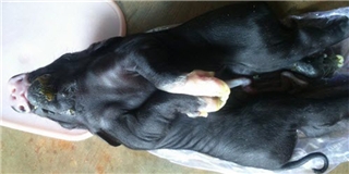 Kỳ lạ chú heo có 8 chân vừa chào đời tại Đắk Lắk