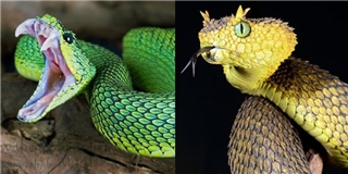 Bí ẩn về loài rắn mọc sừng khắp cơ thể