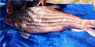 Bắt được cá khổng lồ trăm năm hiếm thấy trên sông Mê Kông