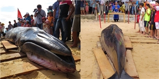Cá voi dài hơn 6 m dạt vào bờ biển Phú Yên
