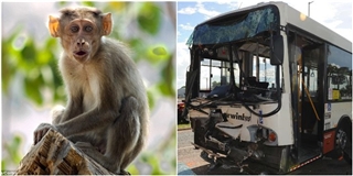 Khỉ “siêu quậy” ăn cắp xe buýt gây tai nạn liên hoàn