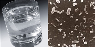 Một cốc nước trung bình chứa 10 triệu vi khuẩn