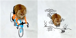 “Chú mèo suy tư” tiếp tục bị chế ảnh vẽ tay chân cực hài