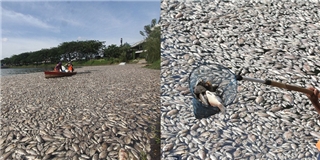 Hàng trăm tấn cá chết bất thường, người dân vô cùng hoang mang