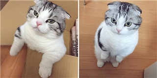 Gặp gỡ cô mèo hot cat khuynh đảo cộng đồng mạng Nhật Bản
