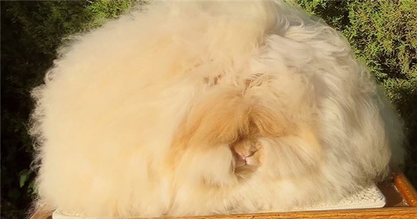 Chú thỏ lập kỉ lục có bộ lông xù nhất thế giới
