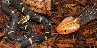 Khám phá loài rắn có chiếc đầu 'điệu' nhất quả đất