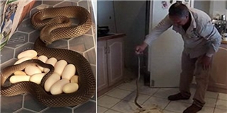 Dọn nhà, tá hỏa khi thấy rắn cực độc ấp trứng... dưới gầm tủ lạnh
