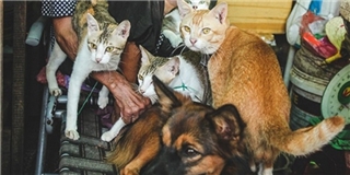 Số phận bầy chó mèo và ước muốn khẩn thiết của gia đình bà cụ bán rau