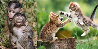Thích thú với loạt ảnh hổ báo trường mẫu giáo đáng yêu của động vật