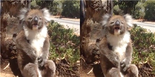 Buồn cười trước chú gấu koala khóc nức nở vì bị bạn đạp ngã