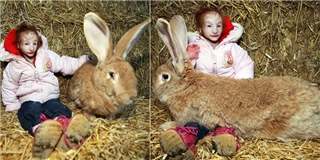 Sửng sốt trước bé gái có vóc dáng nhỏ hơn cả con thỏ