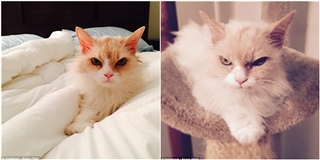 Chú mèo giận dữ đi từ trại cứu hộ đến ngôi sao Instagram