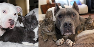 Cảm động hai chú chó Pit Bull làm mẹ nuôi của bộ ba mèo mù