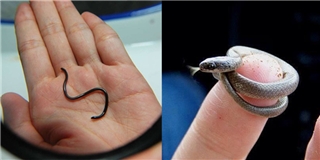 Sự thật sẽ khiến bạn “sốc” về loài rắn nhỏ nhất quả đất