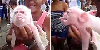 Sửng sốt với hình ảnh lợn mặt khỉ độc nhất vô nhị