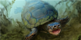Tìm thấy hóa thạch của loài rùa mũi lợn đã tuyệt chủng