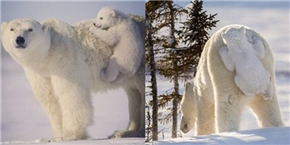 Gấu Bắc cực con bám mông mẹ siêu đáng yêu khiến tim bạn tan chảy