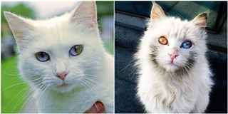 Độc đáo những em mèo mang cả vũ trụ trong đôi mắt