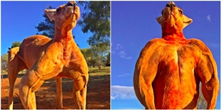 Ghen tị với cơ bắp cuồn cuộn của “chàng soái ca” kangaroo