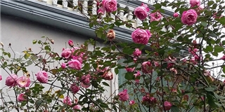 Ngây ngất cây hồng trên 20 năm tuổi nở hoa to bằng miệng chén