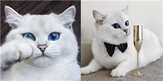 “Bấn loạn” trước chú mèo có đôi mắt xanh đẹp nhất quả đất