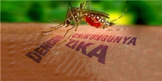 Việt Nam sẽ là nơi thử nghiệm thả muỗi đột biến chống Zika