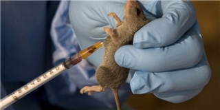 Thử nghiệm thành công thuốc kéo dài tuổi thọ trên loài chuột