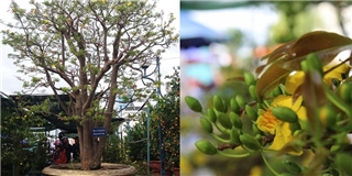 "Sốt" với cây mai cổ có giá 2 tỉ đồng ở Đà Nẵng