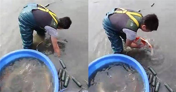 Đây là cách bắt cá chép đã trở thành "huyền thoại" của người Nhật