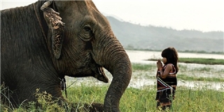Chuyện cô bé Việt thuần hóa voi khổng lồ khiến thế giới ngỡ ngàng