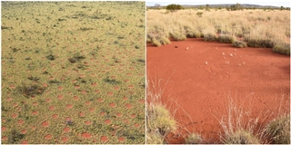 Bí ẩn những dấu chân tròn xoe kì lạ xuất hiện ở ngoại ô nước Úc